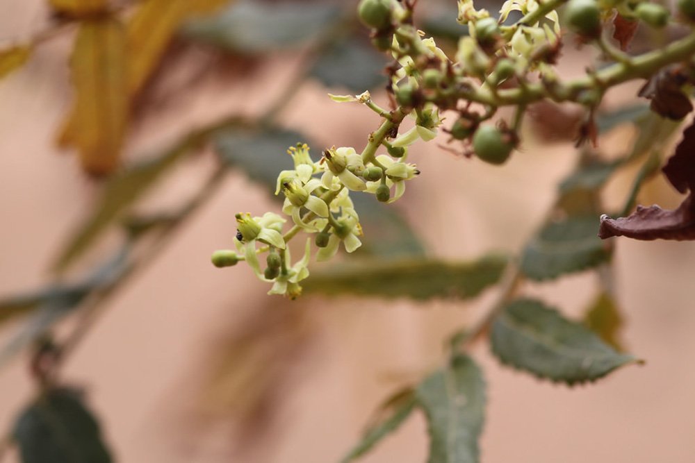 神聖乳香精油 Sacred frankincense-與神聖連結的頻率